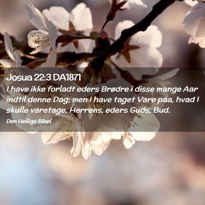 Picture 02 - Josua 22:3 DA1871 - I have ikke forladt eders Brødre i disse mange - Bible Verse Picture