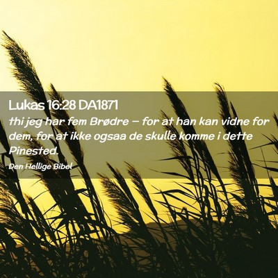 Picture 02 - Lukas 16:28 DA1871 - thi jeg har fem Brødre — for at han kan vidne - Bible Verse Picture