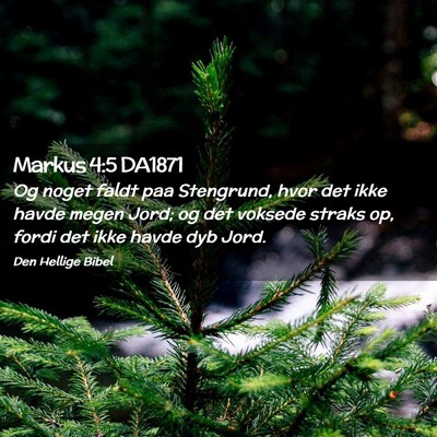 Picture 02 - Markus 4:5 DA1871 - Og noget faldt paa Stengrund, hvor det ikke havde - Bible Verse Picture