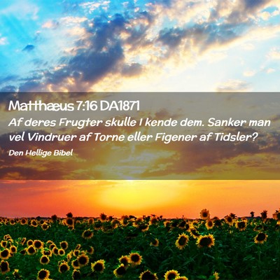 Picture 02 - Matthæus 7:16 DA1871 - Af deres Frugter skulle I kende dem. Sanker man - Bible Verse Picture