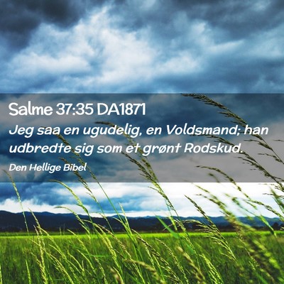 Picture 02 - Salme 37:35 DA1871 - Jeg saa en ugudelig, en Voldsmand; han udbredte - Bible Verse Picture
