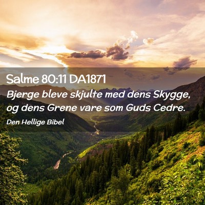 Picture 02 - Salme 80:11 DA1871 - Bjerge bleve skjulte med dens Skygge, og dens - Bible Verse Picture