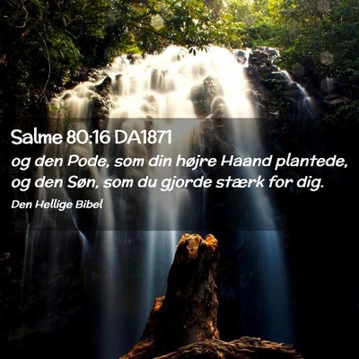 Picture 02 - Salme 80:16 DA1871 - og den Pode, som din højre Haand plantede, og - Bible Verse Picture
