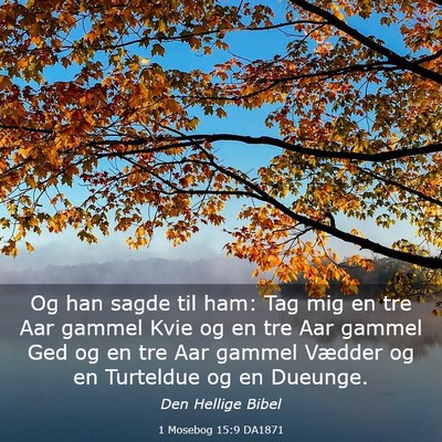 Picture 03 - 1 Mosebog 15:9 DA1871 - Og han sagde til ham: Tag mig en tre Aar gammel - Bible Verse Picture