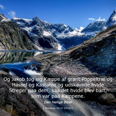 Picture 03 - 1 Mosebog 30:37 DA1871 - Og Jakob tog sig Kæppe af grønt Poppeltræ og - Bible Verse Picture