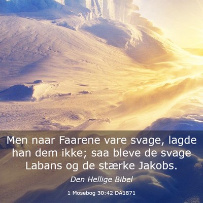 Picture 03 - 1 Mosebog 30:42 DA1871 - Men naar Faarene vare svage, lagde han dem ikke; - Bible Verse Picture