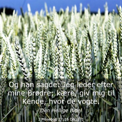 Picture 03 - 1 Mosebog 37:16 DA1871 - Og han sagde: Jeg leder efter mine Brødre; - Bible Verse Picture