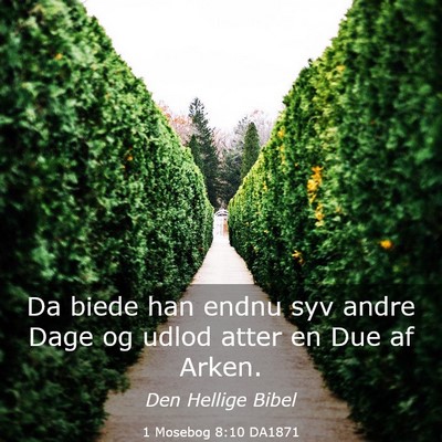 Picture 03 - 1 Mosebog 8:10 DA1871 - Da biede han endnu syv andre Dage og udlod atter - Bible Verse Picture