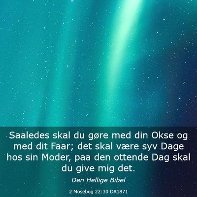Picture 03 - 2 Mosebog 22:30 DA1871 - Saaledes skal du gøre med din Okse og med dit - Bible Verse Picture