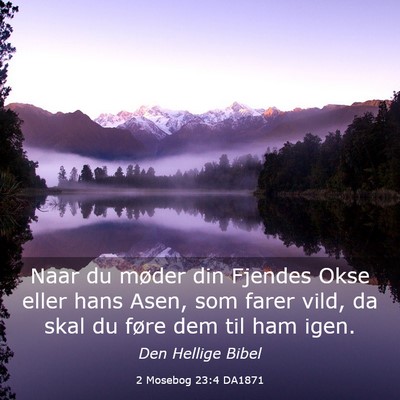 Picture 03 - 2 Mosebog 23:4 DA1871 - Naar du møder din Fjendes Okse eller hans Asen, - Bible Verse Picture