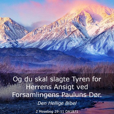 Picture 03 - 2 Mosebog 29:11 DA1871 - Og du skal slagte Tyren for Herrens Ansigt ved - Bible Verse Picture