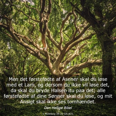 Picture 03 - 2 Mosebog 34:20 DA1871 - Men det førstefødte af Asener skal du løse med - Bible Verse Picture