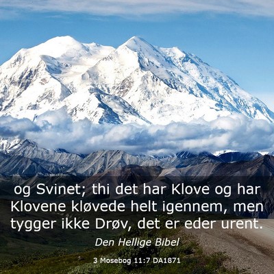 Picture 03 - 3 Mosebog 11:7 DA1871 - og Svinet; thi det har Klove og har Klovene - Bible Verse Picture