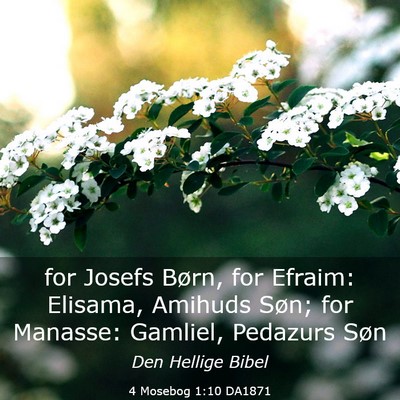 Picture 03 - 4 Mosebog 1:10 DA1871 - for Josefs Børn, for Efraim: Elisama, Amihuds - Bible Verse Picture