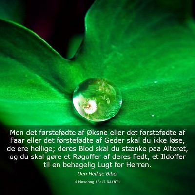 Picture 03 - 4 Mosebog 18:17 DA1871 - Men det førstefødte af Øksne eller det - Bible Verse Picture