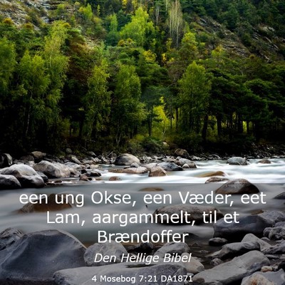 Picture 03 - 4 Mosebog 7:21 DA1871 - een ung Okse, een Væder, eet Lam, aargammelt, - Bible Verse Picture