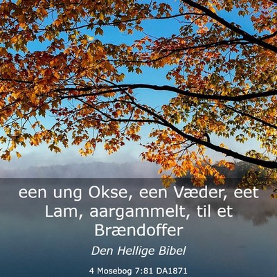 Picture 03 - 4 Mosebog 7:81 DA1871 - een ung Okse, een Væder, eet Lam, aargammelt, - Bible Verse Picture