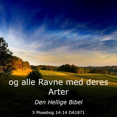 Picture 03 - 5 Mosebog 14:14 DA1871 - og alle Ravne med deres - Bible Verse Picture