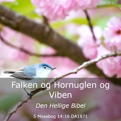 Picture 03 - 5 Mosebog 14:16 DA1871 - Falken og Hornuglen og - Bible Verse Picture