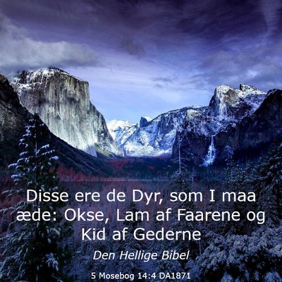 Picture 03 - 5 Mosebog 14:4 DA1871 - Disse ere de Dyr, som I maa æde: Okse, Lam af - Bible Verse Picture