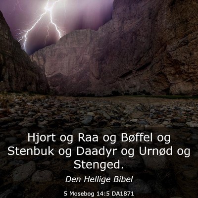 Picture 03 - 5 Mosebog 14:5 DA1871 - Hjort og Raa og Bøffel og Stenbuk og Daadyr og - Bible Verse Picture