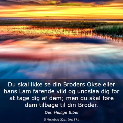 Picture 03 - 5 Mosebog 22:1 DA1871 - Du skal ikke se din Broders Okse eller hans Lam - Bible Verse Picture