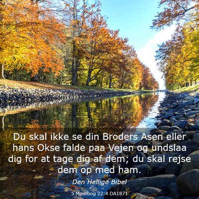Picture 03 - 5 Mosebog 22:4 DA1871 - Du skal ikke se din Broders Asen eller hans Okse - Bible Verse Picture