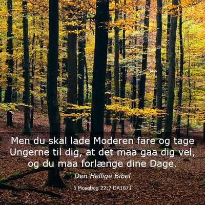 Picture 03 - 5 Mosebog 22:7 DA1871 - Men du skal lade Moderen fare og tage Ungerne til - Bible Verse Picture