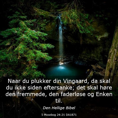 Picture 03 - 5 Mosebog 24:21 DA1871 - Naar du plukker din Vingaard, da skal du ikke - Bible Verse Picture