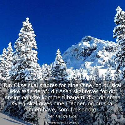 Picture 03 - 5 Mosebog 28:31 DA1871 - Din Okse skal slagtes for dine Øjne, og du skal - Bible Verse Picture