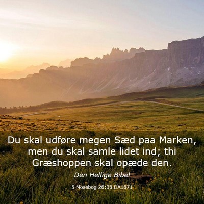 Picture 03 - 5 Mosebog 28:38 DA1871 - Du skal udføre megen Sæd paa Marken, men du - Bible Verse Picture