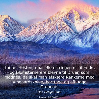 Picture 03 - Esajas 18:5 DA1871 - Thi før Høsten, naar Blomstringen er til Ende, - Bible Verse Picture