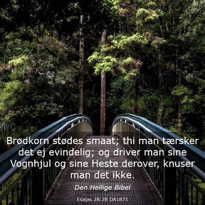 Picture 03 - Esajas 28:28 DA1871 - Brødkorn stødes smaat; thi man tærsker det ej - Bible Verse Picture
