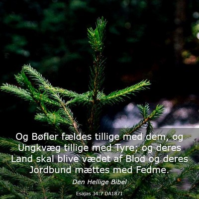 Picture 03 - Esajas 34:7 DA1871 - Og Bøfler fældes tillige med dem, og Ungkvæg - Bible Verse Picture
