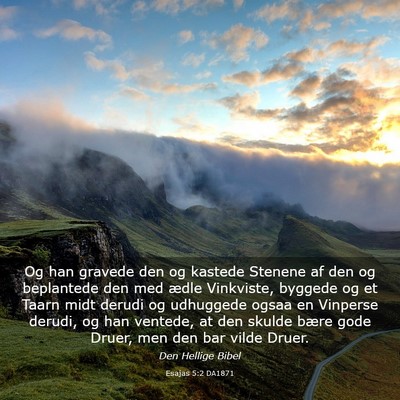 Picture 03 - Esajas 5:2 DA1871 - Og han gravede den og kastede Stenene af den og - Bible Verse Picture