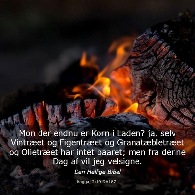 Picture 03 - Haggaj 2:19 DA1871 - Mon der endnu er Korn i Laden? ja, selv Vintræet - Bible Verse Picture