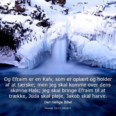 Picture 03 - Hoseas 10:11 DA1871 - Og Efraim er en Kalv, som er oplært og holder af - Bible Verse Picture