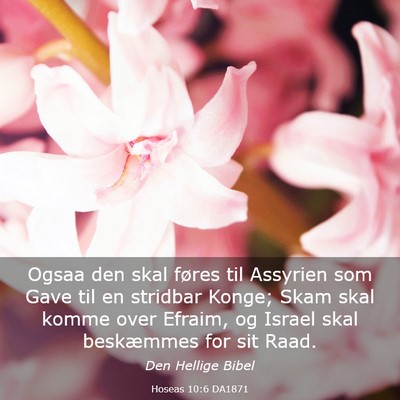 Picture 03 - Hoseas 10:6 DA1871 - Ogsaa den skal føres til Assyrien som Gave til - Bible Verse Picture