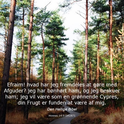 Picture 03 - Hoseas 14:9 DA1871 - Efraim! hvad har jeg fremdeles at gøre med - Bible Verse Picture