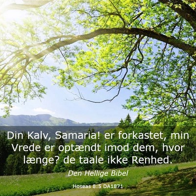 Picture 03 - Hoseas 8:5 DA1871 - Din Kalv, Samaria! er forkastet, min Vrede er - Bible Verse Picture