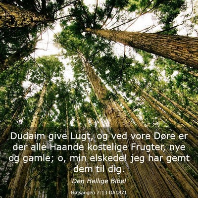 Picture 03 - Højsangen 7:13 DA1871 - Dudaim give Lugt, og ved vore Døre er der alle - Bible Verse Picture