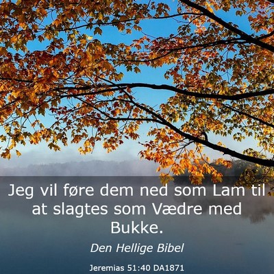 Picture 03 - Jeremias 51:40 DA1871 - Jeg vil føre dem ned som Lam til at slagtes som - Bible Verse Picture