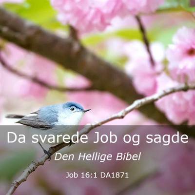 Picture 03 - Job 16:1 DA1871 - Da svarede Job og - Bible Verse Picture