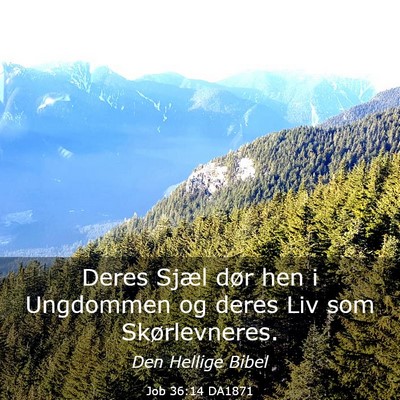 Picture 03 - Job 36:14 DA1871 - Deres Sjæl dør hen i Ungdommen og deres Liv som - Bible Verse Picture