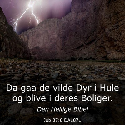 Picture 03 - Job 37:8 DA1871 - Da gaa de vilde Dyr i Hule og blive i deres - Bible Verse Picture