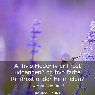 Picture 03 - Job 38:29 DA1871 - Af hvis Moderliv er Frost udgangen? og hvo fødte - Bible Verse Picture