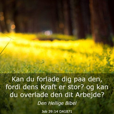 Picture 03 - Job 39:14 DA1871 - Kan du forlade dig paa den, fordi dens Kraft er - Bible Verse Picture