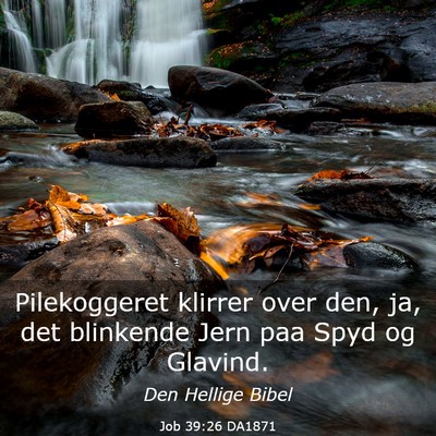 Picture 03 - Job 39:26 DA1871 - Pilekoggeret klirrer over den, ja, det blinkende - Bible Verse Picture
