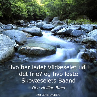 Picture 03 - Job 39:8 DA1871 - Hvo har ladet Vildæselet ud i det frie? og hvo - Bible Verse Picture