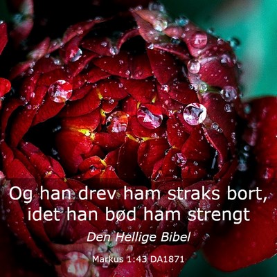 Picture 03 - Markus 1:43 DA1871 - Og han drev ham straks bort, idet han bød ham - Bible Verse Picture